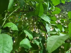 Как поживает Лимон Павловский в северной оранжерее