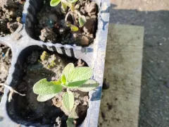 Рассаживаем шалфей из самосева.