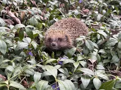 Выпустил на волю ёжика 