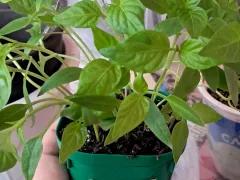 Перец Здоровяк ради эксперимента с уточнением названия.