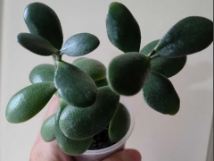 Крассула древовидная, или толстянка ((лат. Crássula) 