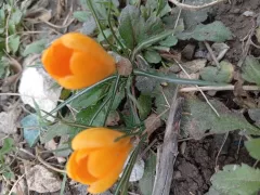 Первоцветы в моём саду. В лесу все первоцветы краснокнижные, рвать нельзя.