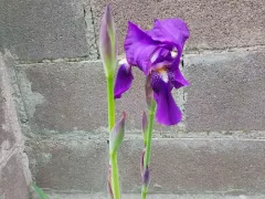 Провожаем осень цветением ириса. 