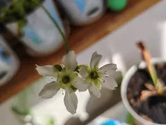 Опыляю венерину мухоловку (дионею) . 