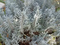 Лаванда,  укореняю черенки.
