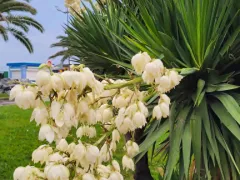 Южная красавица Юкка Глориоза