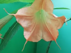 Бругмансии в подъезде всё таки зацвели. 