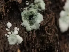 Триходерма — хороший инструмент, но не волшебная кнопка.