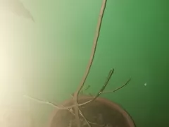 Готовим картофельные деревья к зимовке. Продолжение. 