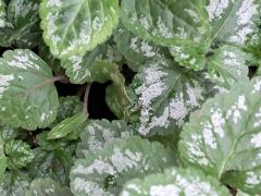 Яснотка зеленчуковая