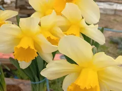 Нарциссы, разнообразие сортов на моём участке.