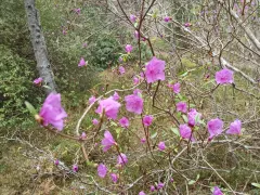 Зацвел рододендрон остроконечный