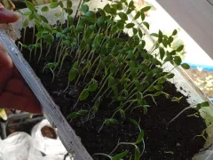 Выращиваем рассаду баклажан и сладкого перца.