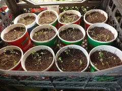 Когда можно вынести рассаду бакопы и астр на улицу?