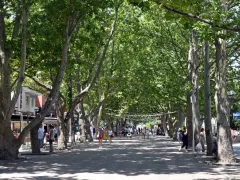 Деревья для сложных городских условий