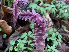 Странное и редкое растение появилось в моем саду