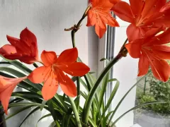 Как правильно ухаживать за гиппеаструмом