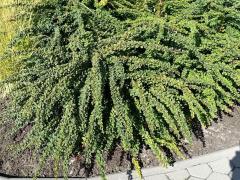 Барбарис Тунберга Green Carpet (Bеrberis thunbergii)