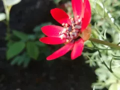 Адонис летний одновременно декоративное, лекарственное и ядовитое растение. 