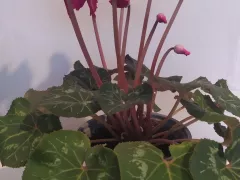 Подарочек — цикламен