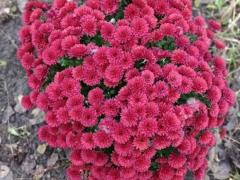 Многолетние хризантемы Мультифлора