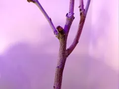 Бедняжка баухиния...