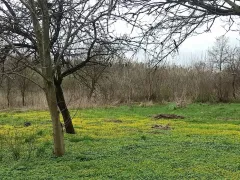 Цветет весенняя пшенка