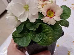 Необычная цветочная находка в магазине. 