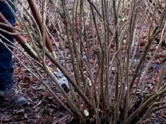 Весенняя фитосанитарная подготовка ягодных кустарников