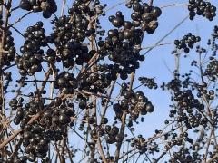 Бирючина обыкновенная (Ligustrum vulgare)