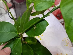 Подкормка Пандерозы после цветения.