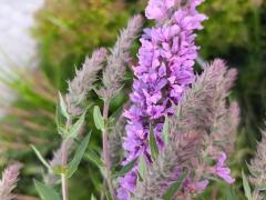 Плакун-трава, или дербенник иволистный (Lythrum  salicaria) 