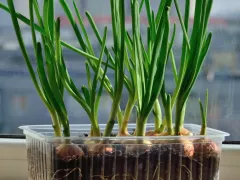 Огород на подоконнике