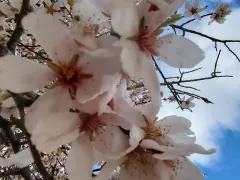 Цветение миндаля