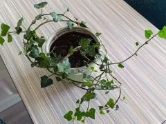 Ирландский плющ готов к пересадке в сад
