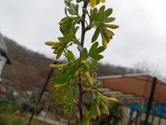 Первое цветение смородины золотистой. Ностальгия по детству.