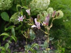 Трициртис волосистый, или коротковолосистый (Tricyrtis hirta), саловая орхидея, жабья лилия
