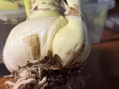 Купила гиппеаструм с "деткой"