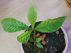 Годовалый малыш мушмулы японской