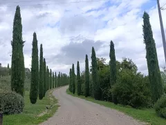 Этюд о кипарисах. Проездом по Тоскане
