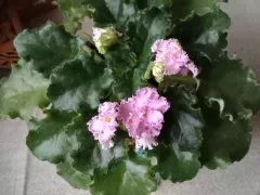 Начинает цвести моя комнатная фиалка