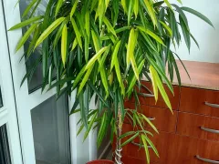 В доме появился новый житель - фикус Амстел Голд