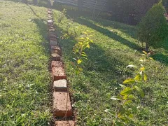Бирючина ауреа, как живая изгородь.