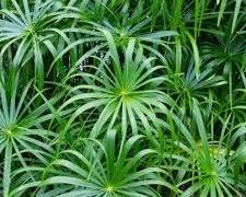 Циперус (лат. Cyperus)