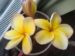 Цветет плюмерия жёлто-белая, с розовой полоской по краю 