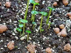 Умбиликус оживает!