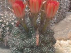 Кактус Ребуция (REBUTIA pygmaea)