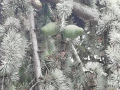 Декоративный Кедр атласский Пендула. 