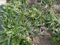 Турецкая гвоздика, будет мощное цветение в этом сезоне.