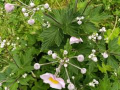 Анемона японская гибридная Richard Ahrens (Anemone Japonica-Hybride 'Richard Ahrens' )